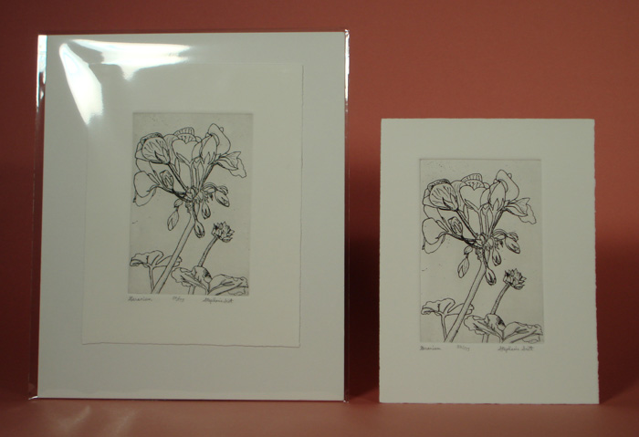 Photograph of etching, "Geranium",  showing it matted and unmatted