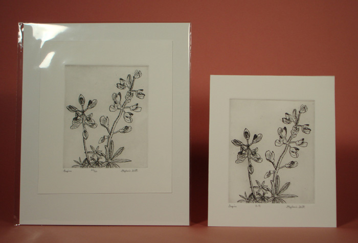 Photograph of etching, "Lupine",  showing it matted and unmatted