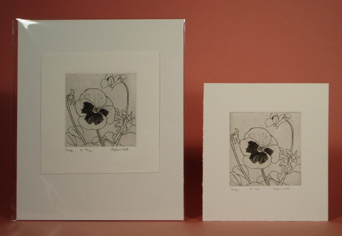 Photograph of etching, "Pansy",  showing it matted and unmatted