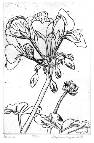 "Geranium" Etching by Stephanie Scott, shows print of floral display