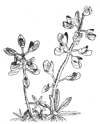 Botanial Series - Etching by Stephanie Scott, Title "Lupine"