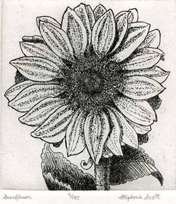 "Sunflower" Etching by Stephanie Scott