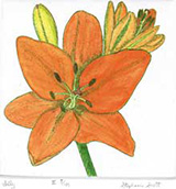 Lily - Hand Colored