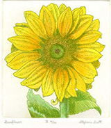 Sunflower - Hand Colored