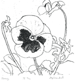 Pansy - Etching