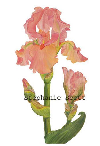 "Bearded Iris", Botanical watercolor painting by Stephanie Scott, artist