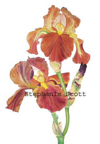 "Bronze Bearded Iris", Botanical watercolor painting by Stephanie Scott, artist