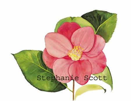 "Camellia Japonica", Botanical watercolor painting by Stephanie Scott, artist