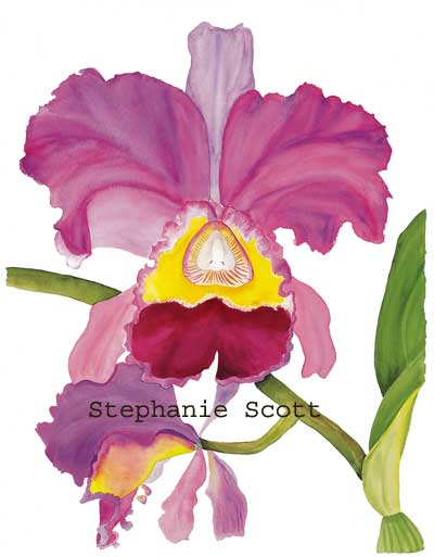 "Cattleya Orchid", Botanical watercolor painting by Stephanie Scott, artist