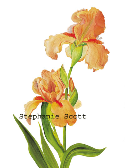 "Coral Bearded Iris", Botanical watercolor painting by Stephanie Scott, artist