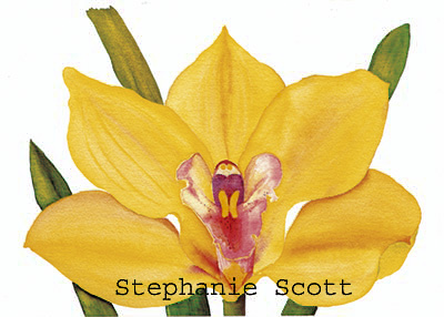 "Cymbidium Orchid", Botanical watercolor painting by Stephanie Scott, artist