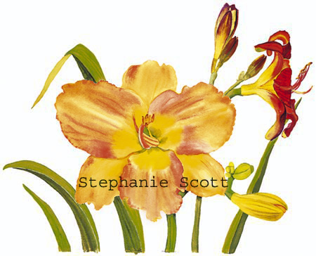 "Daylillies", Botanical watercolor painting by Stephanie Scott, artist