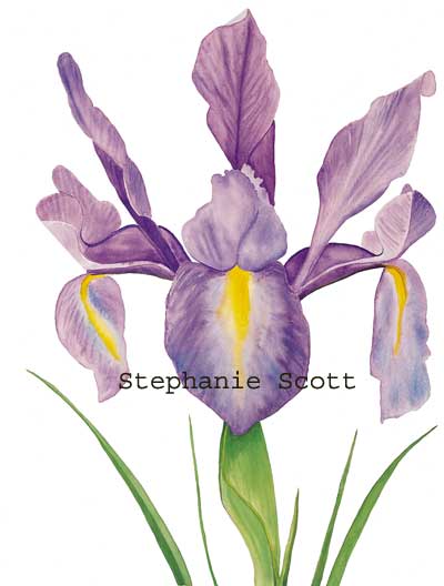 "Dutch Iris", Botanical watercolor painting by Stephanie Scott, artist