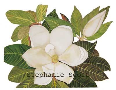 "Magnolia", Botanical watercolor painting by Stephanie Scott, artist
