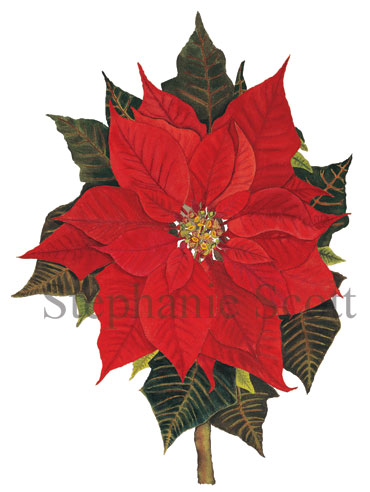 "Poinsettia", Botanical watercolor painting by Stephanie Scott, artist