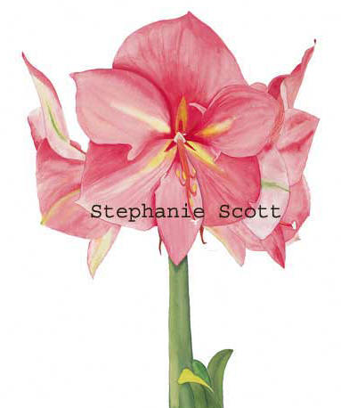 "Pink Amaryllis", Botanical watercolor painting by Stephanie Scott, artist