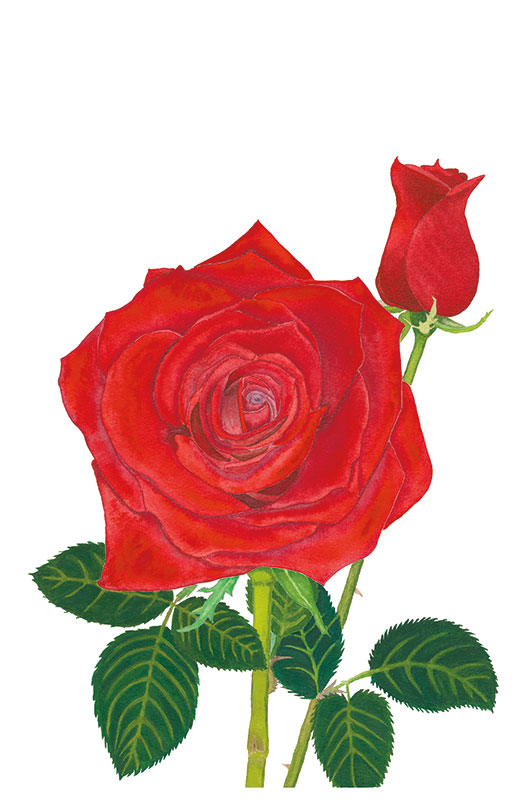 Red Rose and Bud