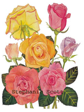 "Roses", Botanical watercolor painting by Stephanie Scott, artist