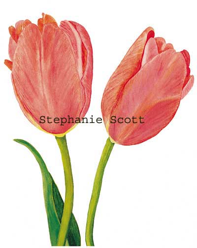 "Tulips", Botanical watercolor painting by Stephanie Scott, artist