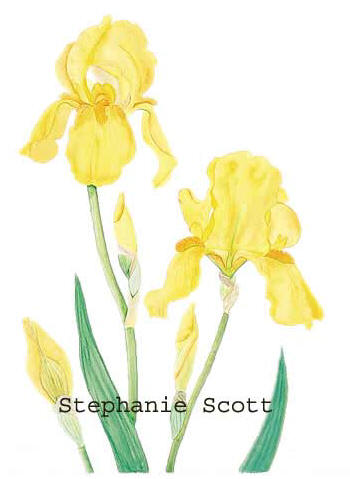 "Yellow Bearded Iris", Botanical watercolor painting by Stephanie Scott, artist